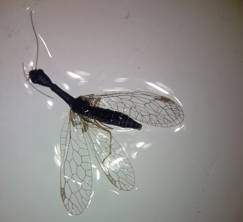 Venustoraphidia nigricollis