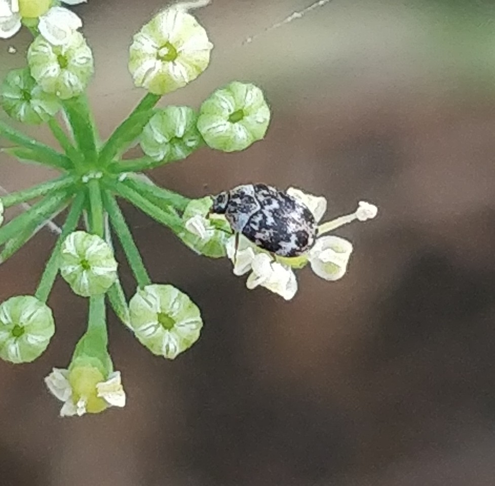 Anthrenus minor