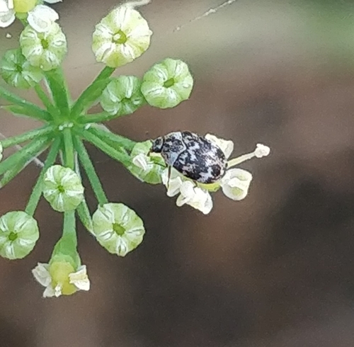 Anthrenus minor