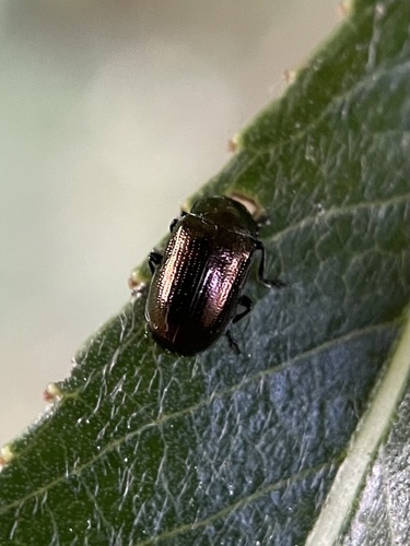 Phratora tibialis