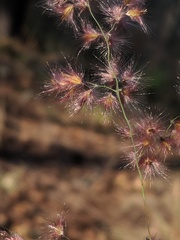 Melinis repens image