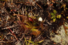 Drosera stenopetala