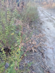Solidago chapmanii