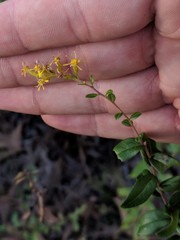 Solidago chapmanii