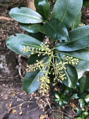 Ardisia revoluta
