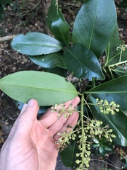 Ardisia revoluta