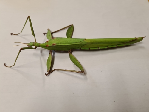 Photo of Red-shouldered Phasmid (Tropidoderus rhodomus)