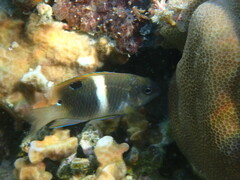 Twinspot Damselfish photo 2