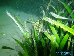Posidonia australis