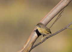 Mallee Emu-Wren photo 3