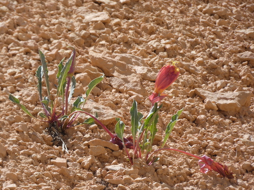 Image of Oenothera howardii by (c) Matthew Gerke, some rights reserved (CC BY)