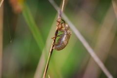 Cicada