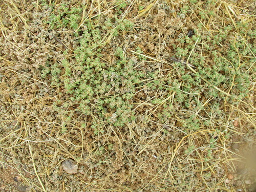 Image of Trianthema parvifolium by no rights reserved