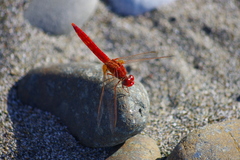 Crocothemis
