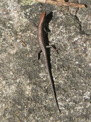 Saxicoline Sunskink photo 4
