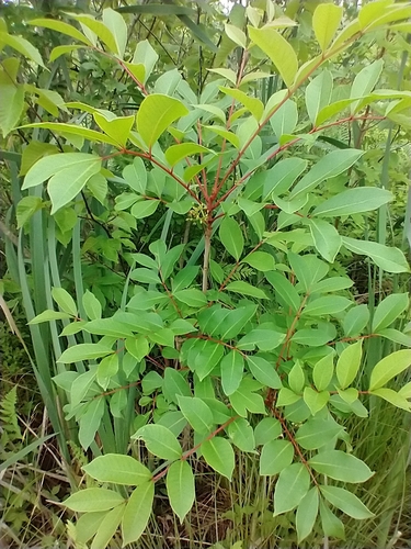 Poison sumac (Toxicodendron vernix)
