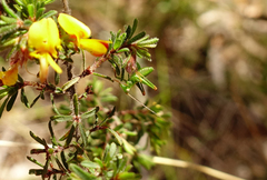 Conocephalomima barameda