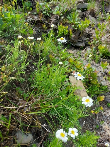 Image of Achillea oxyloba by (c) Алла Козурак, some rights reserved (CC BY)