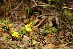 Conocephalomima barameda
