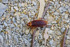 Periplaneta americana