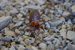 Periplaneta americana