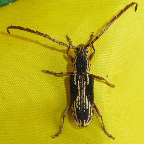 Xoanodera striata, 2023-07-03