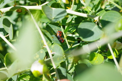 Eurydema spectabilis