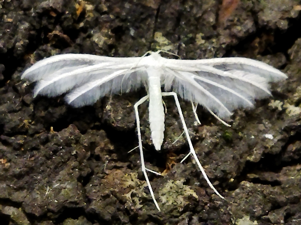 White Plume Moth