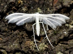 White Plume Moth
