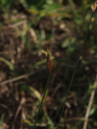 Image of Abildgaardia ovata by (c) chiuluan, some rights reserved (CC BY)