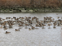 Branta canadensis