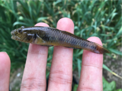 Rhinogobius similis