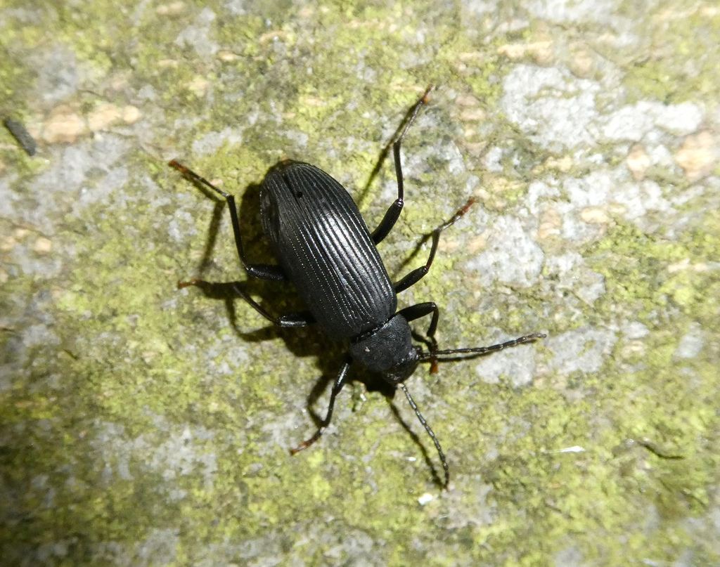 Upinella aterrima