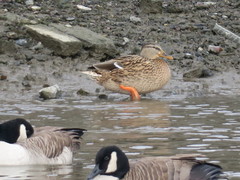 Anas platyrhynchos