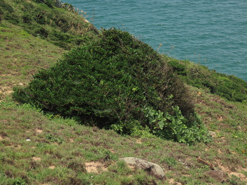 Image of Emarginate eurya by (c) chiuluan, some rights reserved (CC BY)