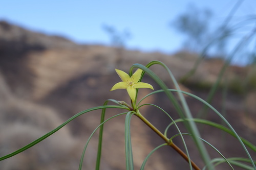 Ischnolepis graminifolia