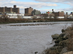 Branta canadensis