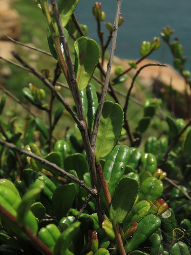Image of Eurya Emarginata (Eurya emarginata) by (c) chiuluan, some rights reserved (CC BY)
