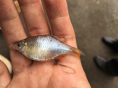 Rhodeus sinensis