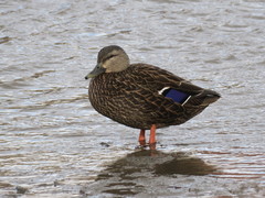 Anas platyrhynchos