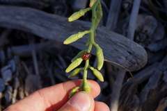 Eurydema spectabilis