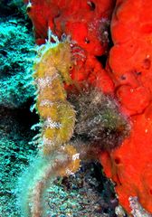 Hippocampus guttulatus