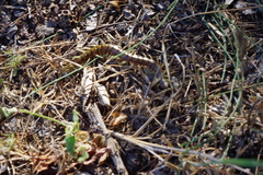 Scolopendra cingulata