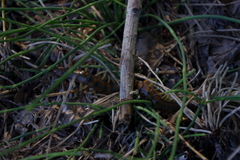 Scolopendra cingulata