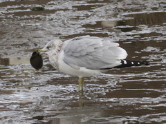 Larus delawarensis