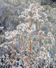 Acourtia microcephala