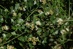 Syzygium loiseleurioides