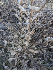 Acourtia microcephala