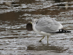 Larus delawarensis