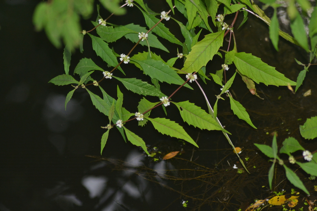 taperleaf waterhorehound